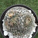 Mammillaria barbata Leht