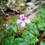 Geranium palmatum Цветок