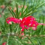 Grevillea rosmarinifolia Kvet