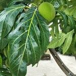 Artocarpus altilis برگ