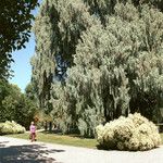 Cupressus cashmeriana Συνήθη χαρακτηριστικά