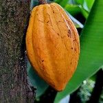 Theobroma cacao Fruto