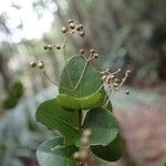 Syzygium tenuiflorum ফল