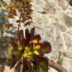 Aeonium arboreum Flower