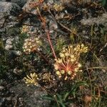 Aralia hispida फूल