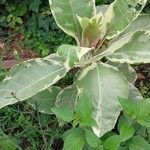 Nicotiana tomentosa Folha