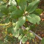 Pappea capensis Blad