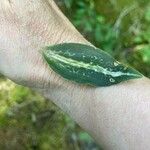 Goodyera oblongifolia Leaf