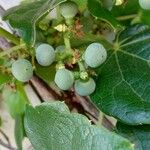 Parthenocissus tricuspidata Fruit