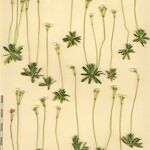 Androsace obtusifolia Mosusu