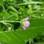 Geranium collinum 花