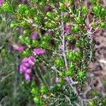 Erica australis Leaf