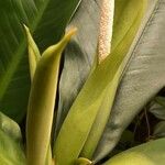 Philodendron martianum Blad