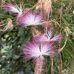 Calliandra selloi Blüte