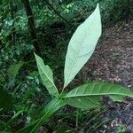 Ticorea longiflora Hoja