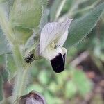 Vicia narbonensis Blomma