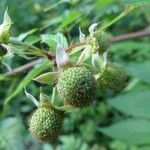 Rubus fraxinifolius Fruto