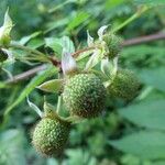 Rubus fraxinifolius Fruit