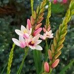 Ixia maculata Virág