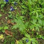 Aconitum columbianum Leht