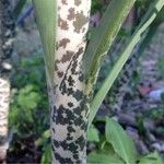 Dracunculus vulgaris Coajă