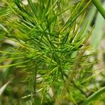 Asparagus racemosus Leaf