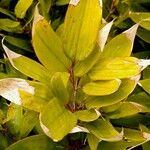 Shibataea kumasasa Leaf