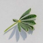 Lupinus micranthus Leaf