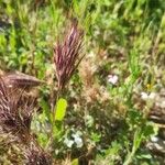 Bromus rubens Flower