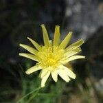 Scorzonera aristata 花