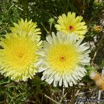 Malacothrix glabrata Flower