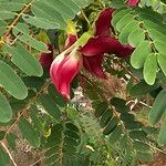 Sesbania grandiflora Flower