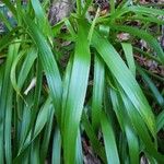 Luzula sylvatica Leaf