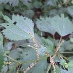 Girardinia diversifolia Blatt