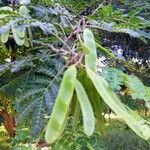 Albizia adianthifolia