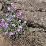 Matthiola maderensis Hábito