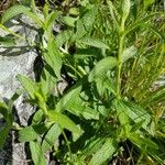 Stachys recta Feuille