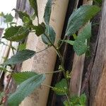Boehmeria cylindrica Листок