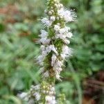 Mentha suaveolens Flower