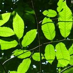 Pterocarpus indicus Feuille