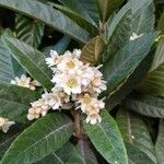 Eriobotrya japonica Fula