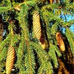 Picea abies Gyümölcs