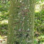 Acer capillipes Casca