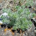 Artemisia frigida Blatt