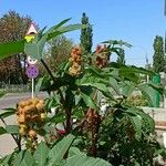 Ricinus communis Habit