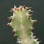 Euphorbia fractiflexa