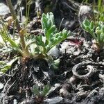 Leucanthemopsis alpina 葉