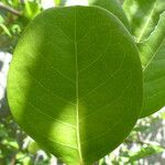Chrysobalanus icaco Feuille