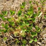 Trifolium suffocatum Habitus