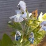 Salvia somalensis Flor